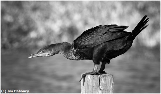 Missing Image: i_0053.jpg - Double Crested Cormorant on a Post