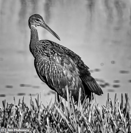 Missing Image: i_0064.jpg - Limpkin