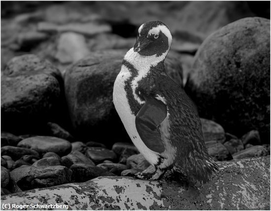 Missing Image: i_0066.jpg - Penguin Posing