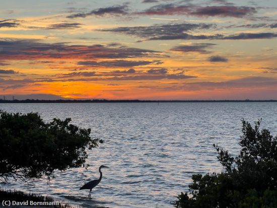 Missing Image: i_0001.jpg - Heron at sunrise