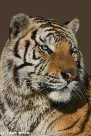 Missing Image: i_0010.jpg - Bengal Tiger