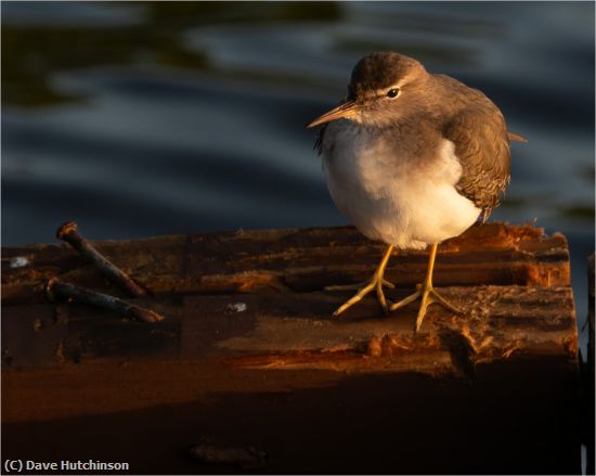 Missing Image: i_0015.jpg - Carolina Wren on storm trash