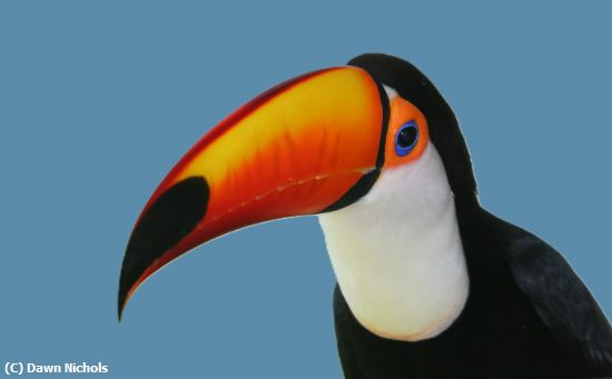 Missing Image: i_0023.jpg - Toucan