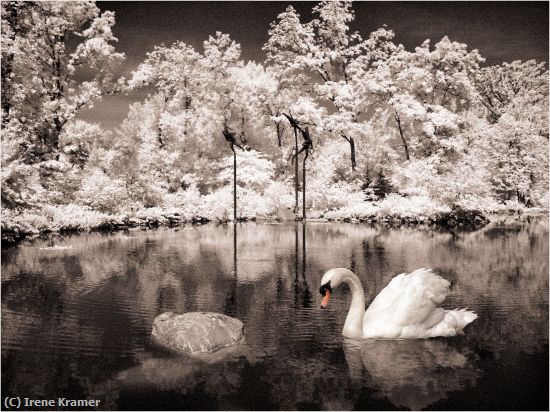 Missing Image: i_0025.jpg - Swan Lake