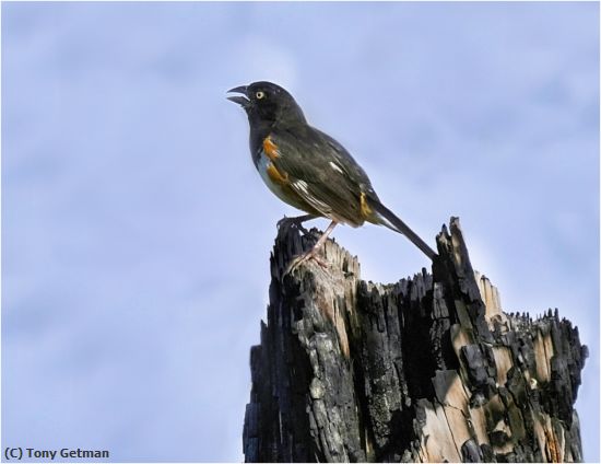 Missing Image: i_0027.jpg - Towhee Blends In