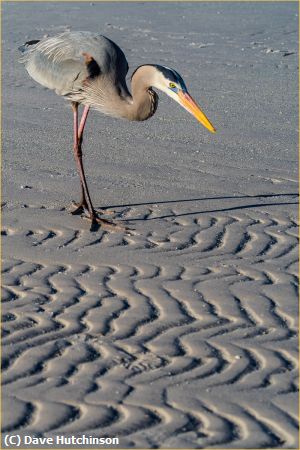 Missing Image: i_0030.jpg - Great Blue Heron in sand