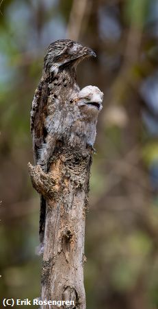 Missing Image: i_0042.jpg - Common-Potoo--Mom--and-chick