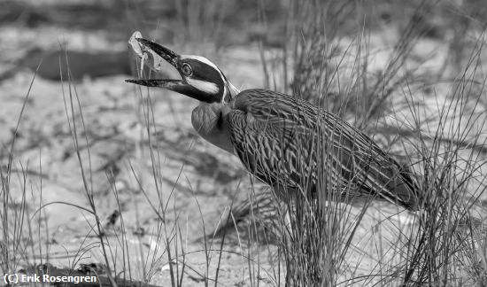 Missing Image: i_0054.jpg - Crab delight-Yellow night Heron