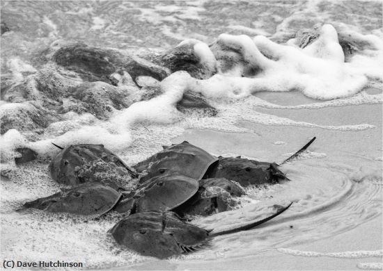 Missing Image: i_0068.jpg - Mating Horseshoe Crabs