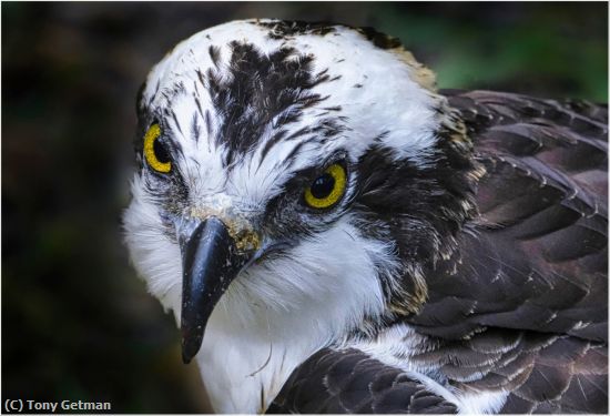 Missing Image: i_0009.jpg - Osprey Portrait