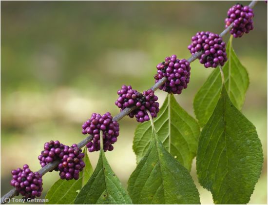 Missing Image: i_0015.jpg - Berries on the Vine