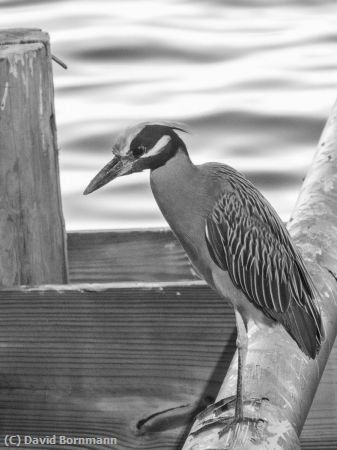 Missing Image: i_0047.jpg - Night Heron