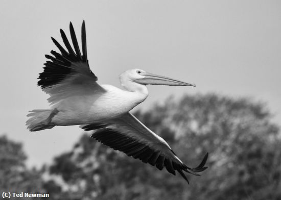 Missing Image: i_0064.jpg - white pelican gliiding