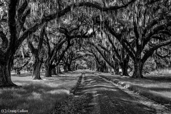 Missing Image: i_0066.jpg - Live Oaks BW