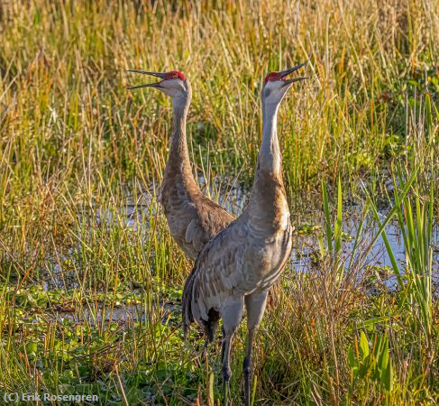 Missing Image: i_0005.jpg - Bedroom-talk-Sandhill-Cranes