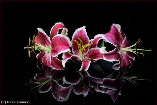 Missing Image: i_0017.jpg - Stargazer Lily Trio