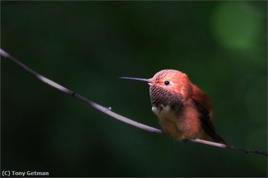 Missing Image: i_0020.jpg - Hummingbird Taking a Break