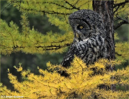 Missing Image: i_0024.jpg - Great Gray Owl