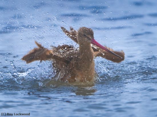 Missing Image: i_0034.jpg - Godwit Bathing