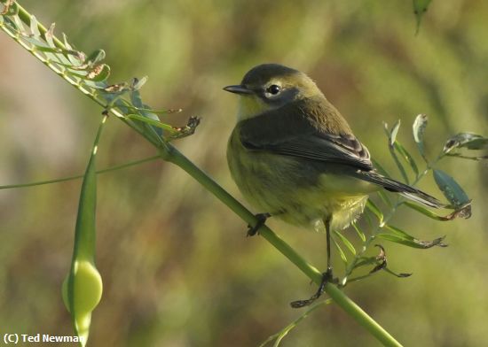 Missing Image: i_0036.jpg - happily perched