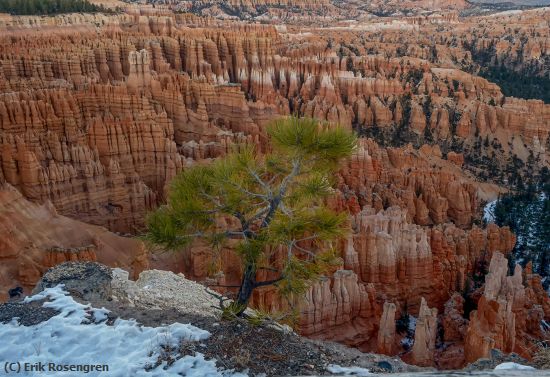 Missing Image: i_0040.jpg - The-Sentry-Tree-Bryce-Canyon