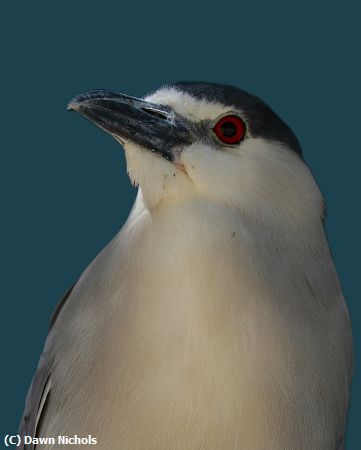 Missing Image: i_0047.jpg - Night Heron Portrait