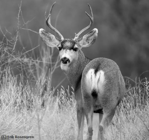 Missing Image: i_0053.jpg - Sizing-me-up-Mule-Deer-Buck