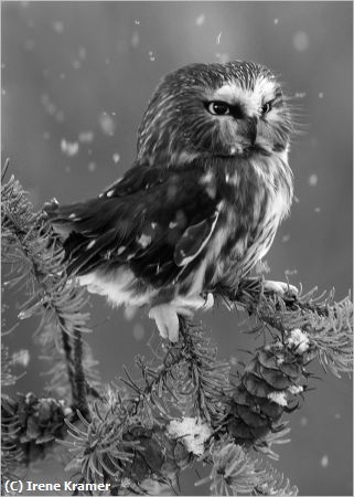 Missing Image: i_0057.jpg - First Flurries - Saw-whet Owl