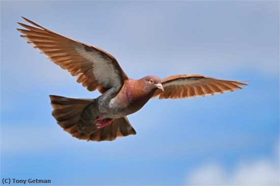 Missing Image: i_0003.jpg - Brown Pigeon Beauty