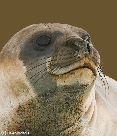 Missing Image: i_0018.jpg - Elephant Seal Pup