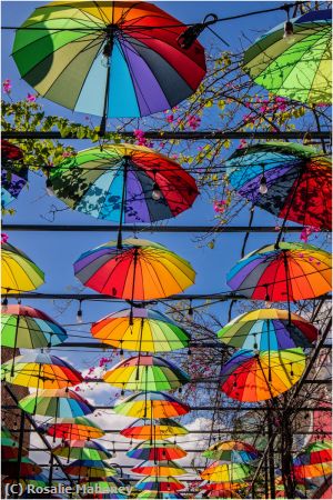 Missing Image: i_0019.jpg - Street of Umbrellas