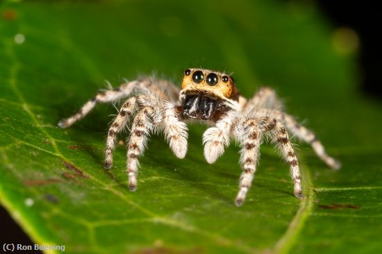 Missing Image: i_0021.jpg - Little Wall Jumper