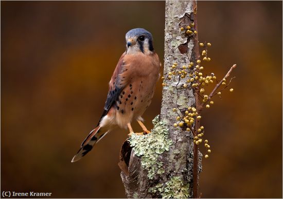 Missing Image: i_0023.jpg - American Kestrel