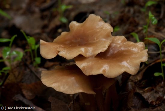 Missing Image: i_0034.jpg - Honey Mushroom