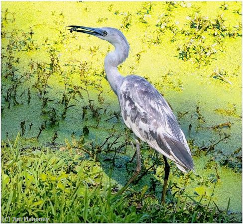 Missing Image: i_0039.jpg - Molting Little Blue Heron