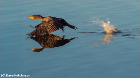 Missing Image: i_0042.jpg - Cormorant taking off