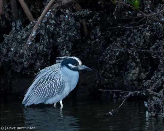 Missing Image: i_0043.jpg - Night Heron in Cove