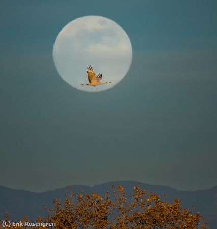 Missing Image: i_0045.jpg - Early-evening-flight-Sandhill-Crane