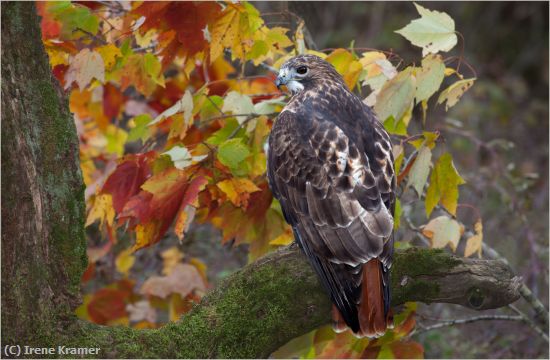 Missing Image: i_0048.jpg - Eastern Red-tailed Hawk