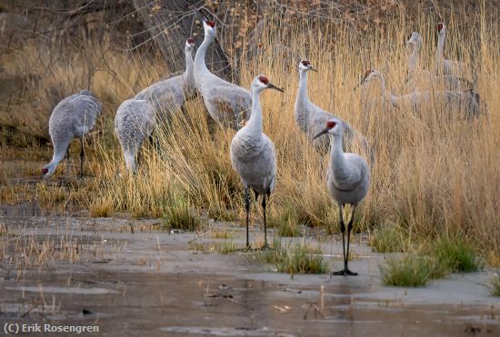 Missing Image: i_0050.jpg - Feeding-together-Sandhill-Cranes