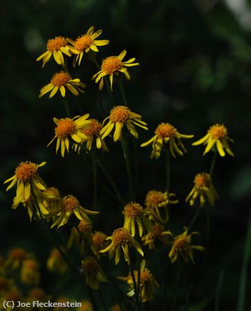 Missing Image: i_0051.jpg - Serpentine Asters