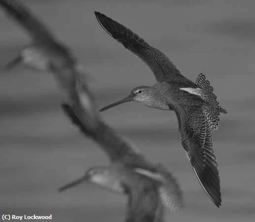 Missing Image: i_0061.jpg - Dowitcher in Formation