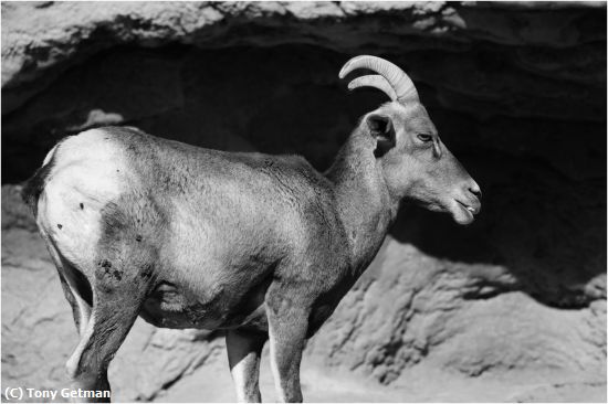 Missing Image: i_0071.jpg - Baby Bighorn