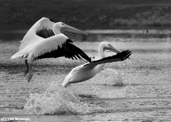 Missing Image: i_0055.jpg - white pelican leapfrog