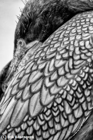 Missing Image: i_0076.jpg - Resting-Double-creasted-Cormorant