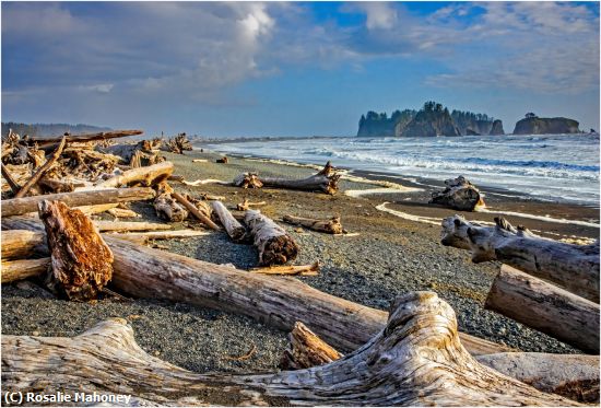 Missing Image: i_0004.jpg - Logs on the Beach