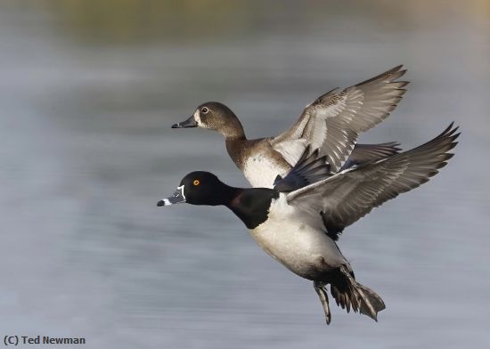 Missing Image: i_0011.jpg - flying pair