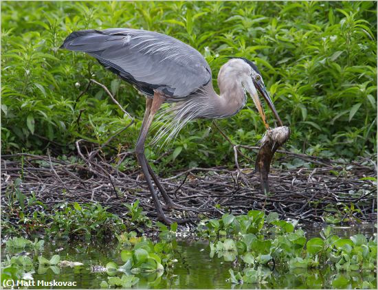 Missing Image: i_0014.jpg - GBH with Big FIsh