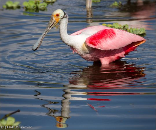 Missing Image: i_0018.jpg - Spoonbill