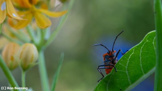 Missing Image: i_0021.jpg - Flower Explorer